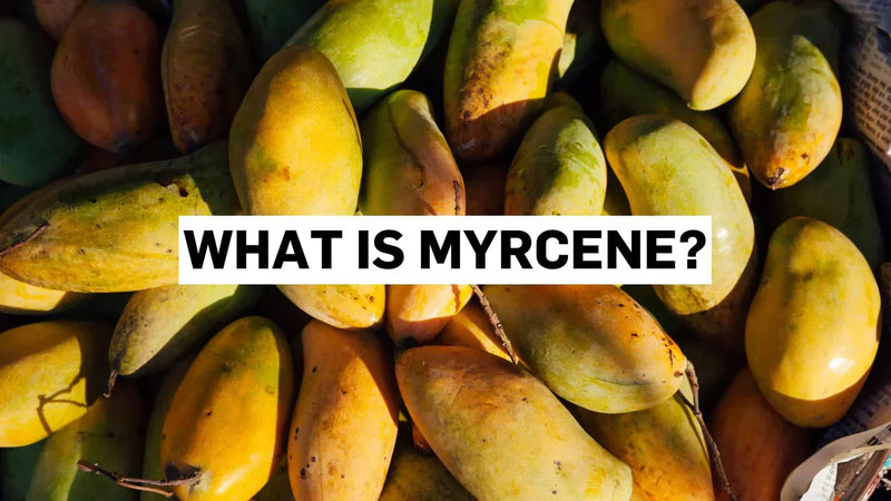 Čo je myrcén?