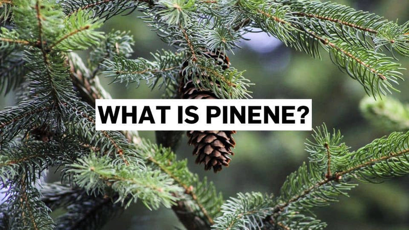 Čo je pinén?